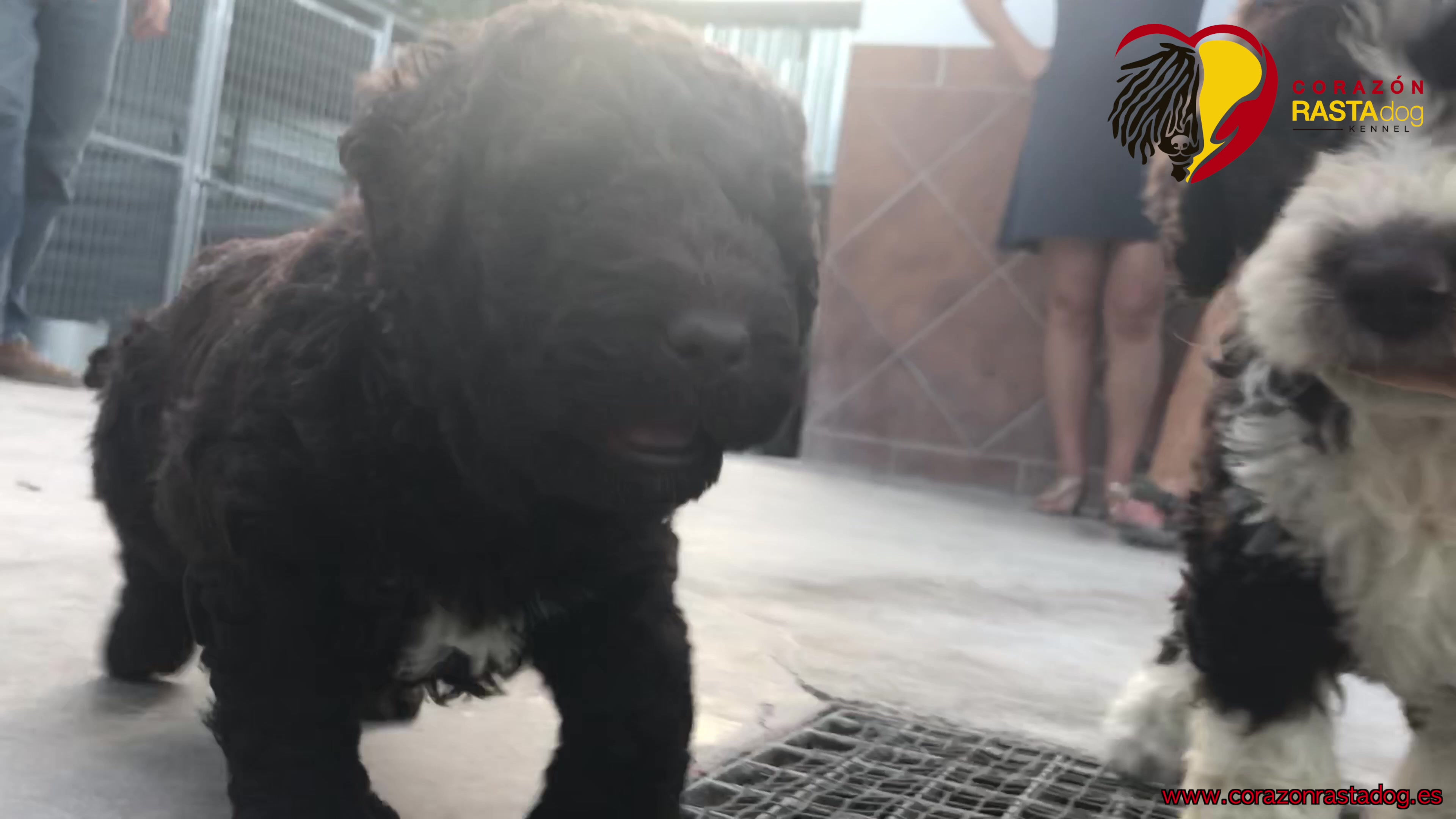 David Morales Coaching Canino